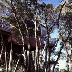 Treehotel in new zealand - Hapuku Lodge & Tree Houses - trees