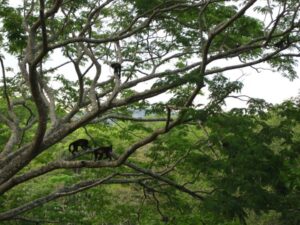 Treehouses in