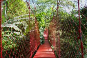 Treehouses in