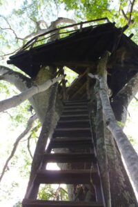 Treehouses in