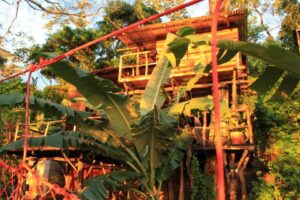 Treehouses in