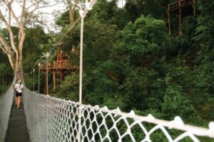 Treehouses in