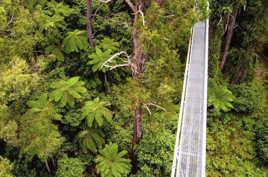 Illawarra Fly Treetop Adventures - Treehouses in Australia