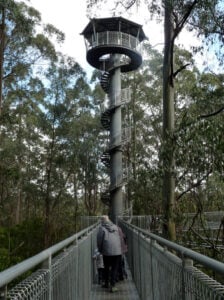 Otway Fly - Treehouses in Australia