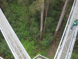 Otway Fly - Treehouses in Australia