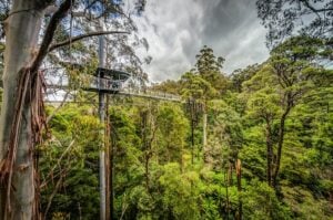 Otway Fly - Treehouses in Australia