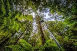 Otway Fly - Treehouses in Australia