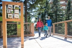 Treetop Walk Pohorje - Treehouses in Slovenia
