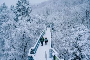 Baumwipfelpfad Harz - Treehouses in Germany
