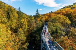 Baumwipfelpfad Harz - Treehouses in