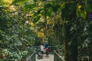Mamu Tropical Skywalk - Treehouses in Australia