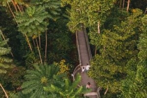 Mamu Tropical Skywalk - Treehouses in Australia