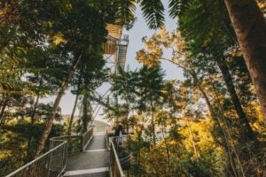 Mamu Tropical Skywalk - Treehouses in Australia