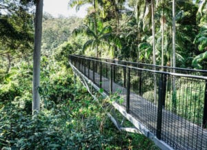 Tamborine Rainforest Skywalk - Treehouses in Australia