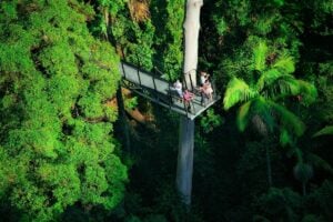 Tamborine Rainforest Skywalk - Treehouses in Australia