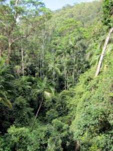 Tamborine Rainforest Skywalk - Treehouses in Australia