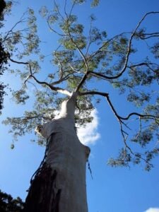 Tamborine Rainforest Skywalk - Treehouses in Australia