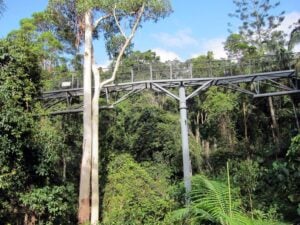 Tamborine Rainforest Skywalk - Treehouses in Australia