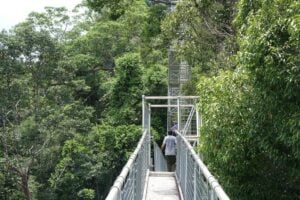 Ulu Temburong Canopy Walk - Treehouses in Brunei