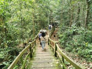 Ulu Temburong Canopy Walk - Treehouses in Brunei