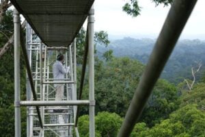 Ulu Temburong Canopy Walk - Treehouses in Brunei