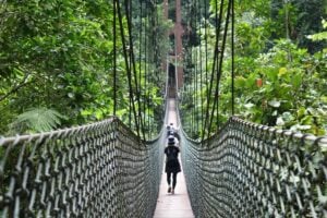 Ulu Temburong Canopy Walk - Treehouses in Brunei