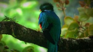 Sky Walk Monteverde - Treehouses in
