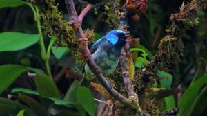 Sky Walk Monteverde - Treehouses in