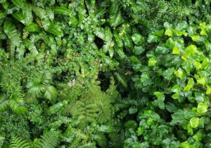 Sky Walk Monteverde - Treehouses in