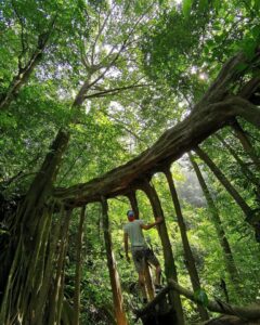 Sky Walk Monteverde - Treehouses in