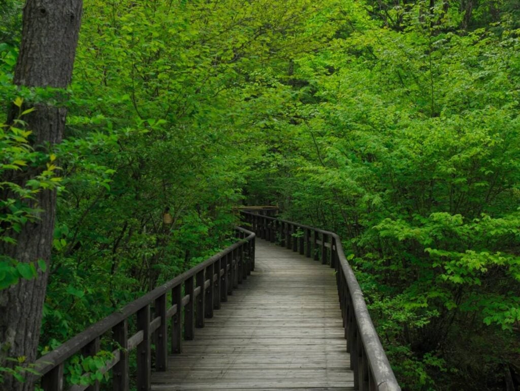 The Forest Bathing Trend: Best Places to Try Shinrin-Yoku Around the World - Treehouses in