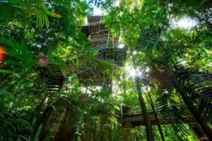 Daintree Discovery Centre Aerial Walkway - Treehouses in Australia