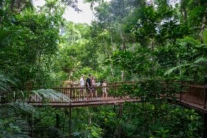 Daintree Discovery Centre Aerial Walkway - Treehouses in Australia