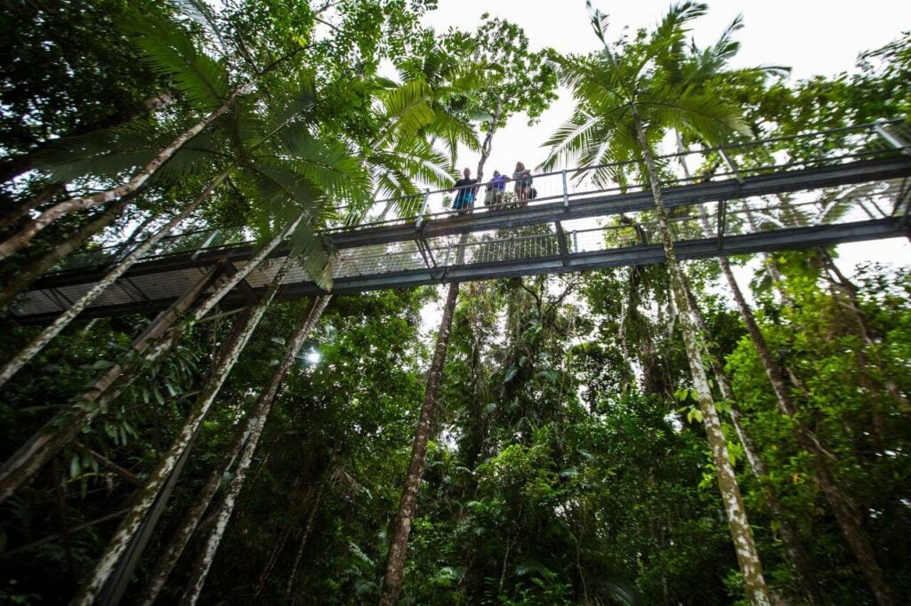 Daintree Discovery Centre Aerial Walkway - Treehouses in Australia