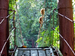 Danum Valley Canopy Walkway - Treehouses in Malaysia