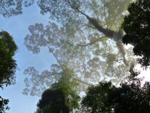 Danum Valley Canopy Walkway - Treehouses in Malaysia