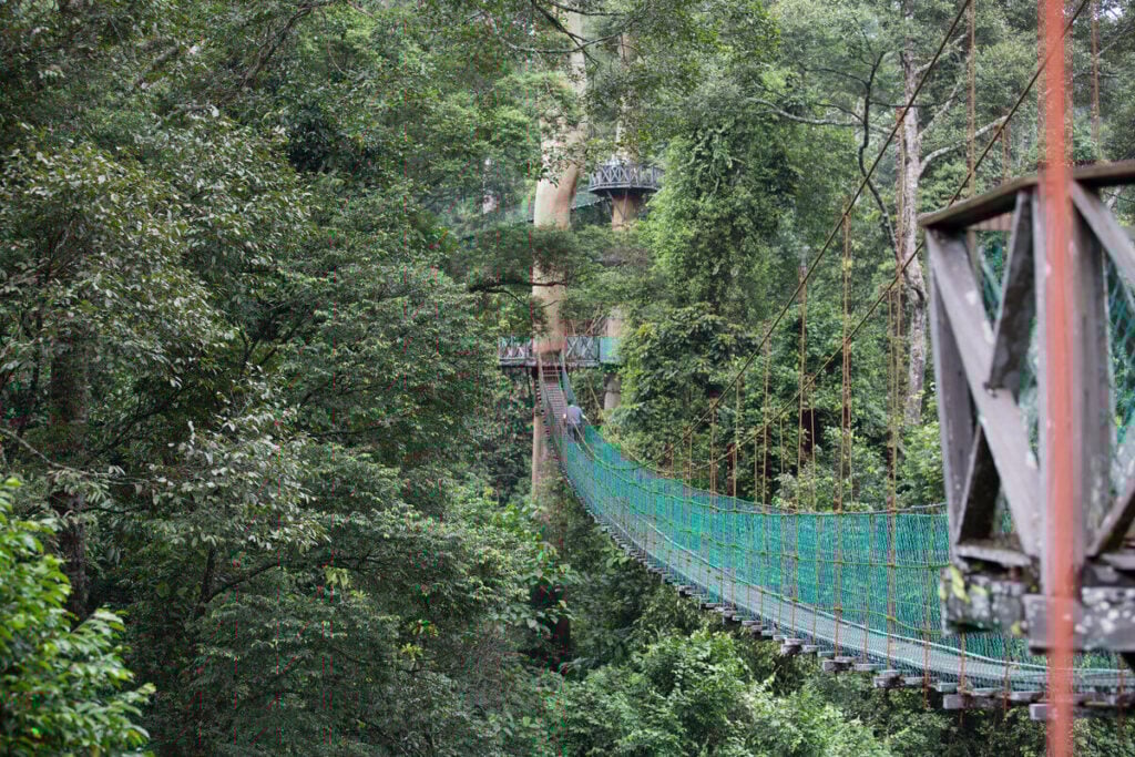 Danum Valley Canopy Walkway - Treehouses in Malaysia