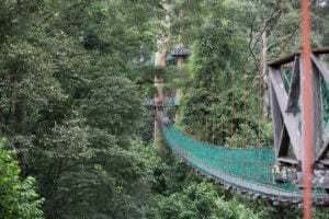 Danum Valley Canopy Walkway - Treehouses in Malaysia