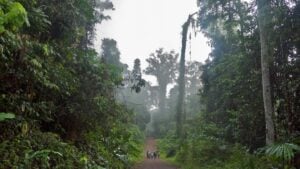 Danum Valley Canopy Walkway - Treehouses in Malaysia