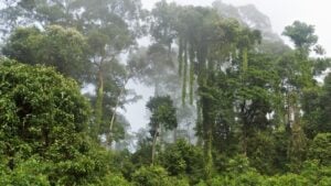 Danum Valley Canopy Walkway - Treehouses in Malaysia