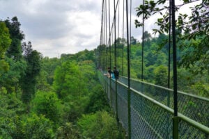 HSBC TreeTop Walk At MacRitchie Reservoir - Treehouses in Singapore