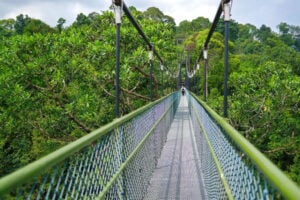 HSBC TreeTop Walk At MacRitchie Reservoir - Treehouses in Singapore