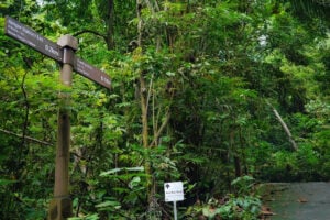 HSBC TreeTop Walk At MacRitchie Reservoir - Treehouses in Singapore