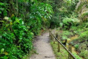 HSBC TreeTop Walk At MacRitchie Reservoir - Treehouses in Singapore