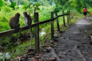 HSBC TreeTop Walk At MacRitchie Reservoir - Treehouses in Singapore