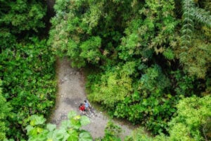 HSBC TreeTop Walk At MacRitchie Reservoir - Treehouses in Singapore