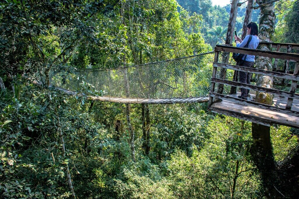 Inkaterra Canopy Walkway | Treetop Walks in Peru | Treehousemap