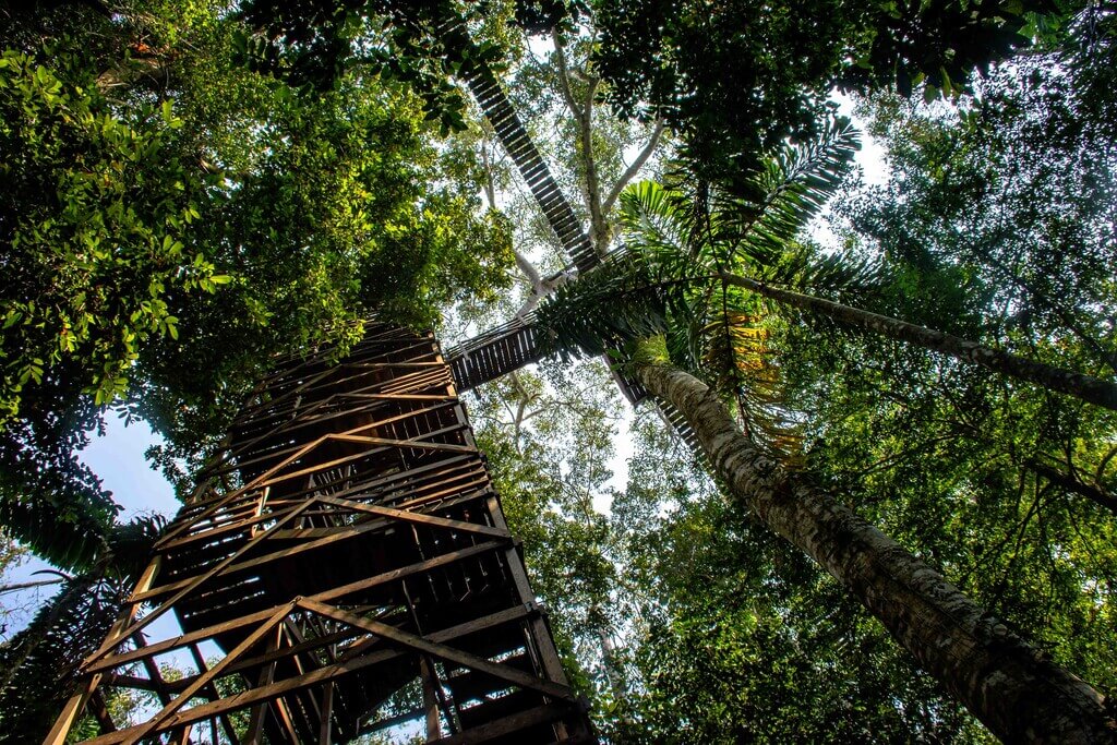 Inkaterra Canopy Walkway | Treetop Walks in Peru | Treehousemap