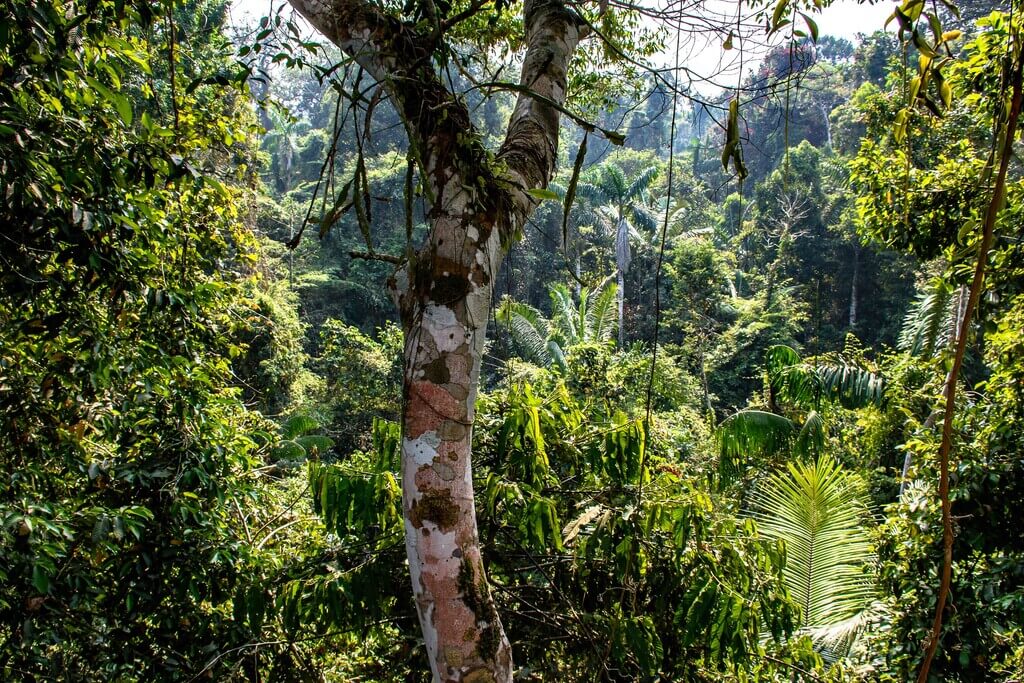 Inkaterra Canopy Walkway | Treetop Walks in Peru | Treehousemap