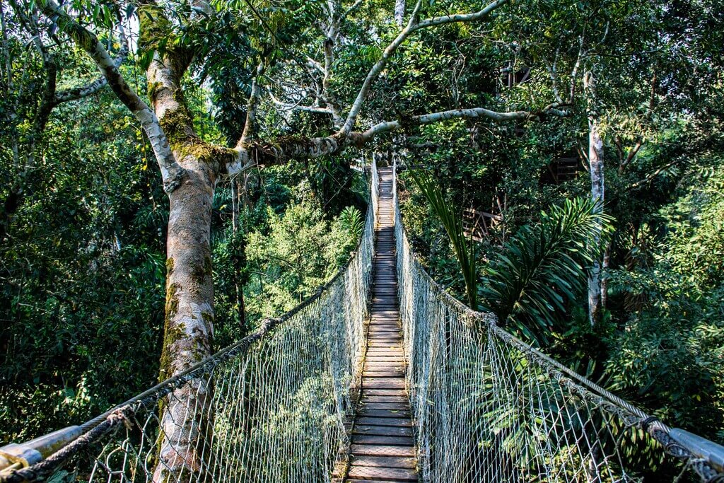 Inkaterra Canopy Walkway | Treetop Walks in Peru | Treehousemap